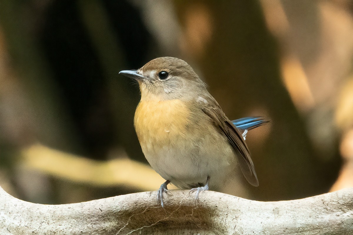 Chinese Blue Flycatcher - ML638833000