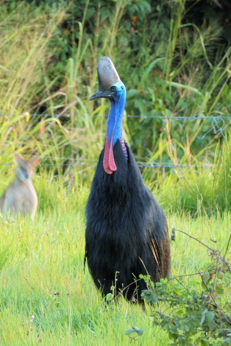 Southern Cassowary - ML638833042
