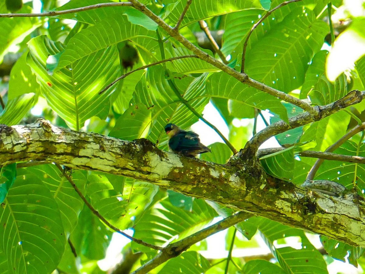 Velvet-fronted Nuthatch - ML638833062