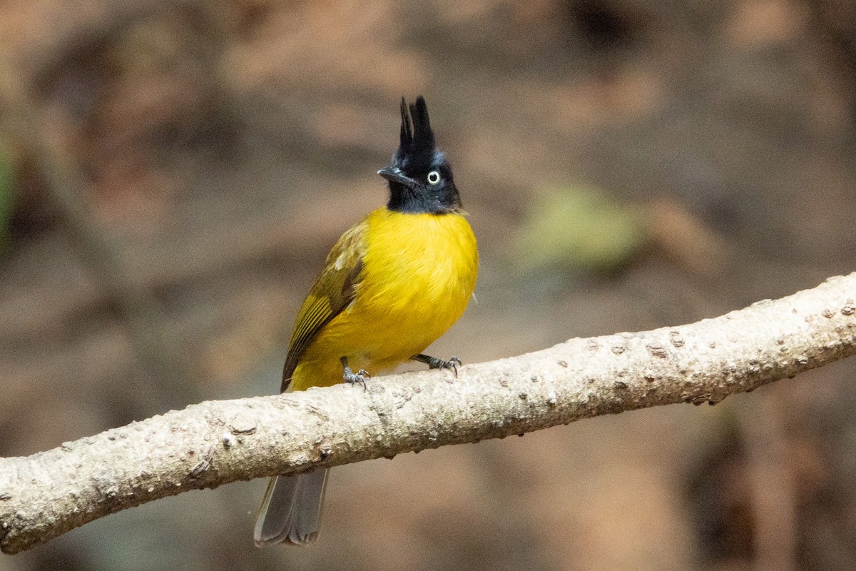 Black-crested Bulbul - ML638833076