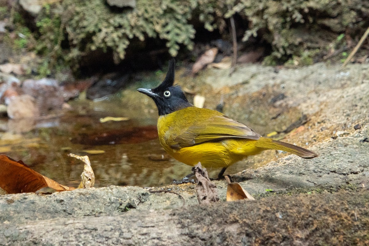 Black-crested Bulbul - ML638833077