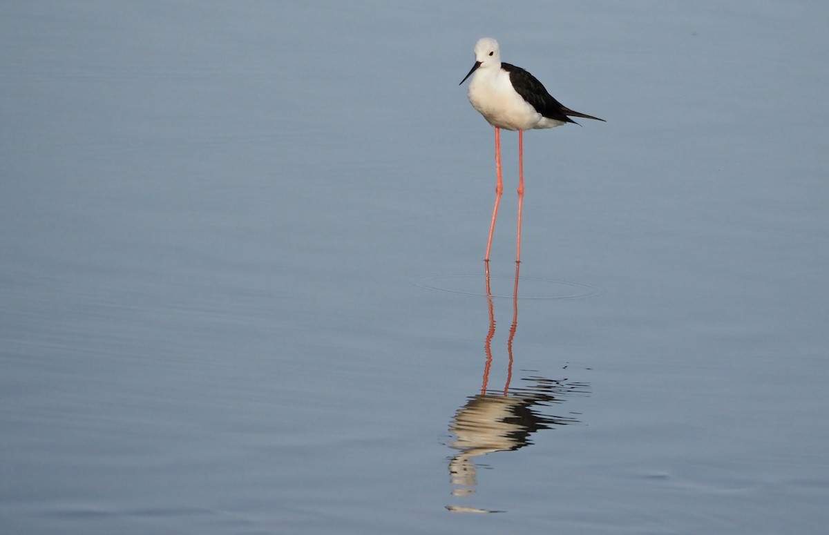Black-winged Stilt - ML638833098