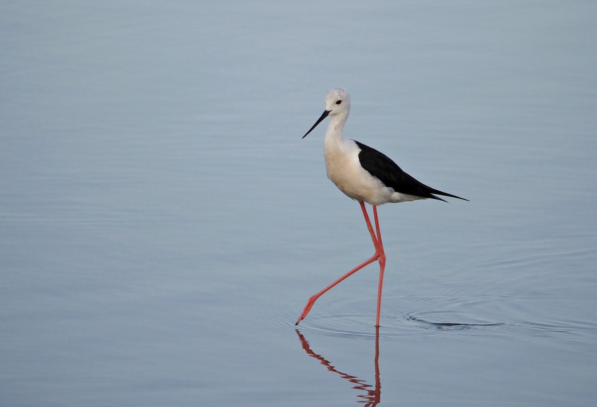 Black-winged Stilt - ML638833099