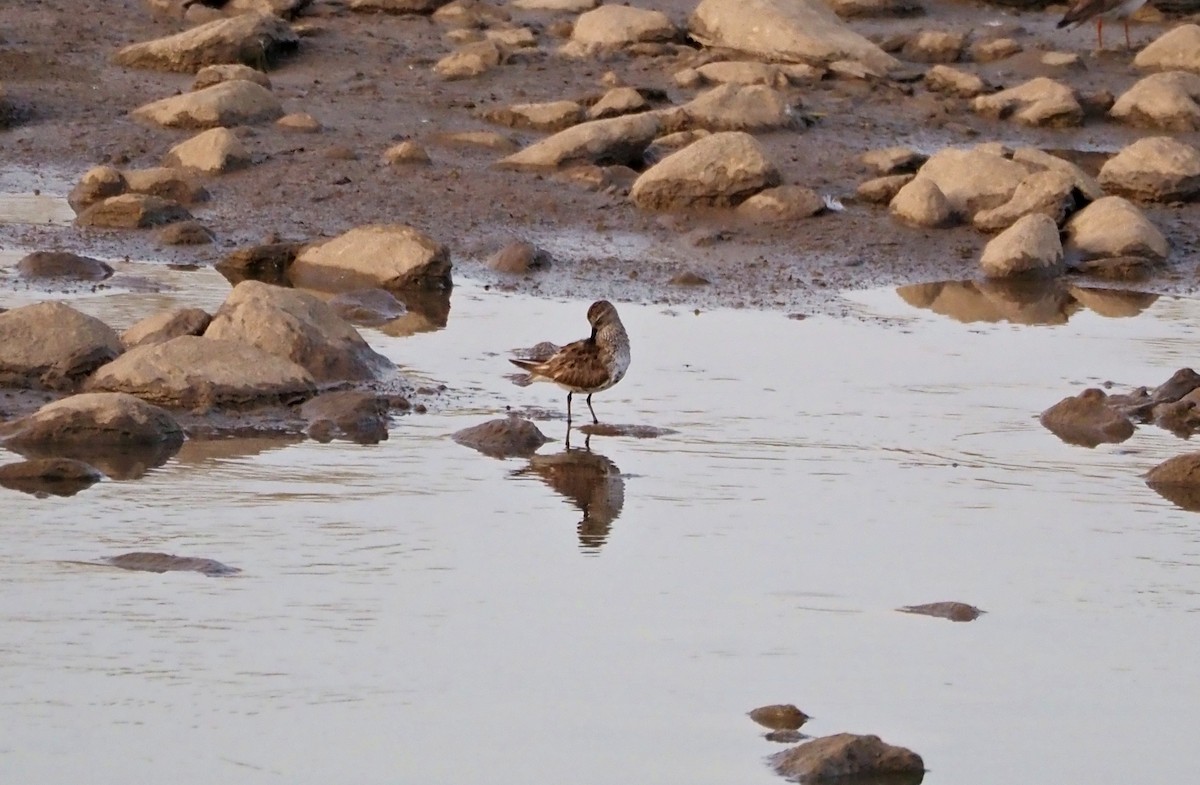 Dunlin - ML638833101