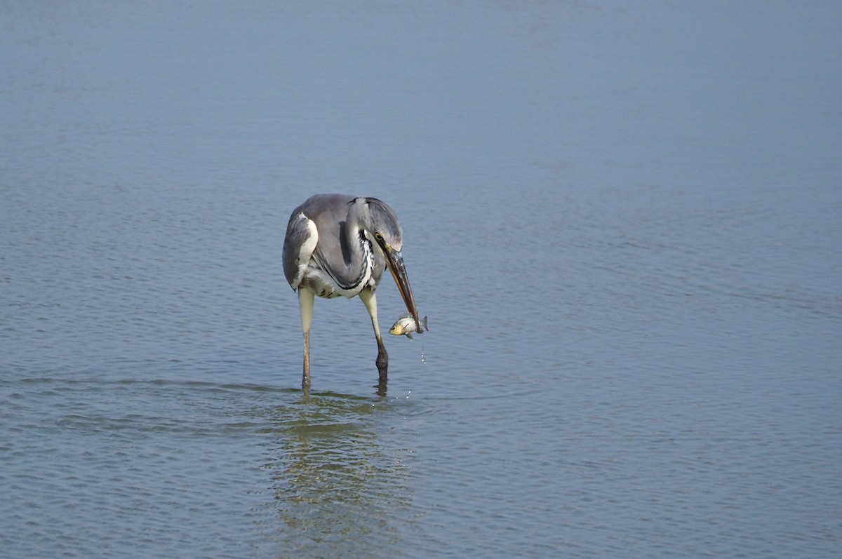 Gray Heron - ML638833107