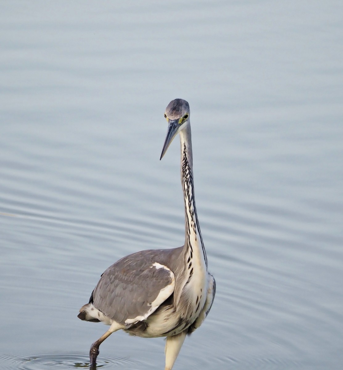 Gray Heron - ML638833108