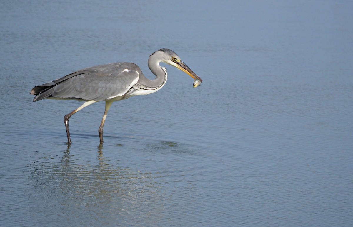 Gray Heron - ML638833109