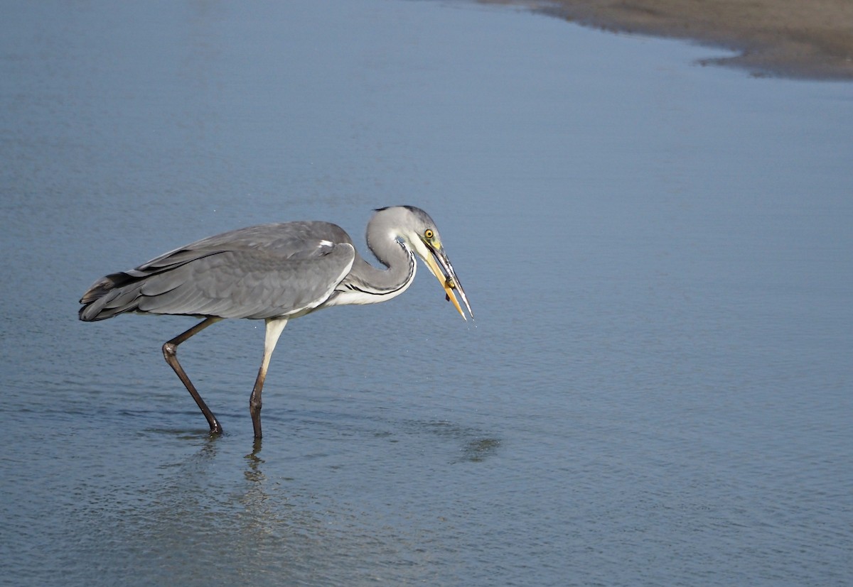 Gray Heron - ML638833110