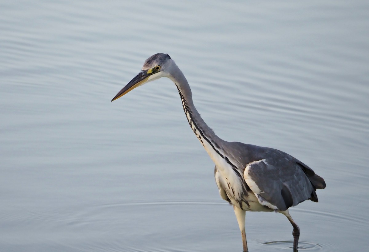 Gray Heron - ML638833111