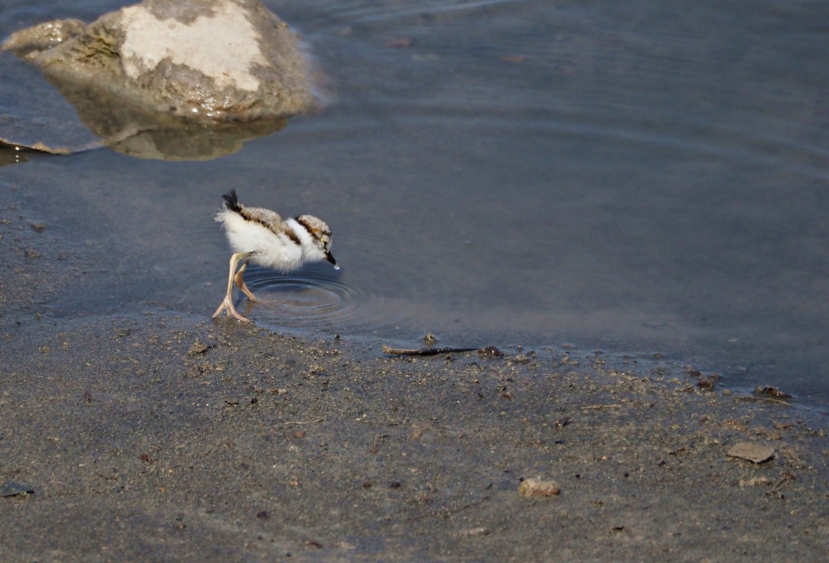 Little Ringed Plover - ML638833115