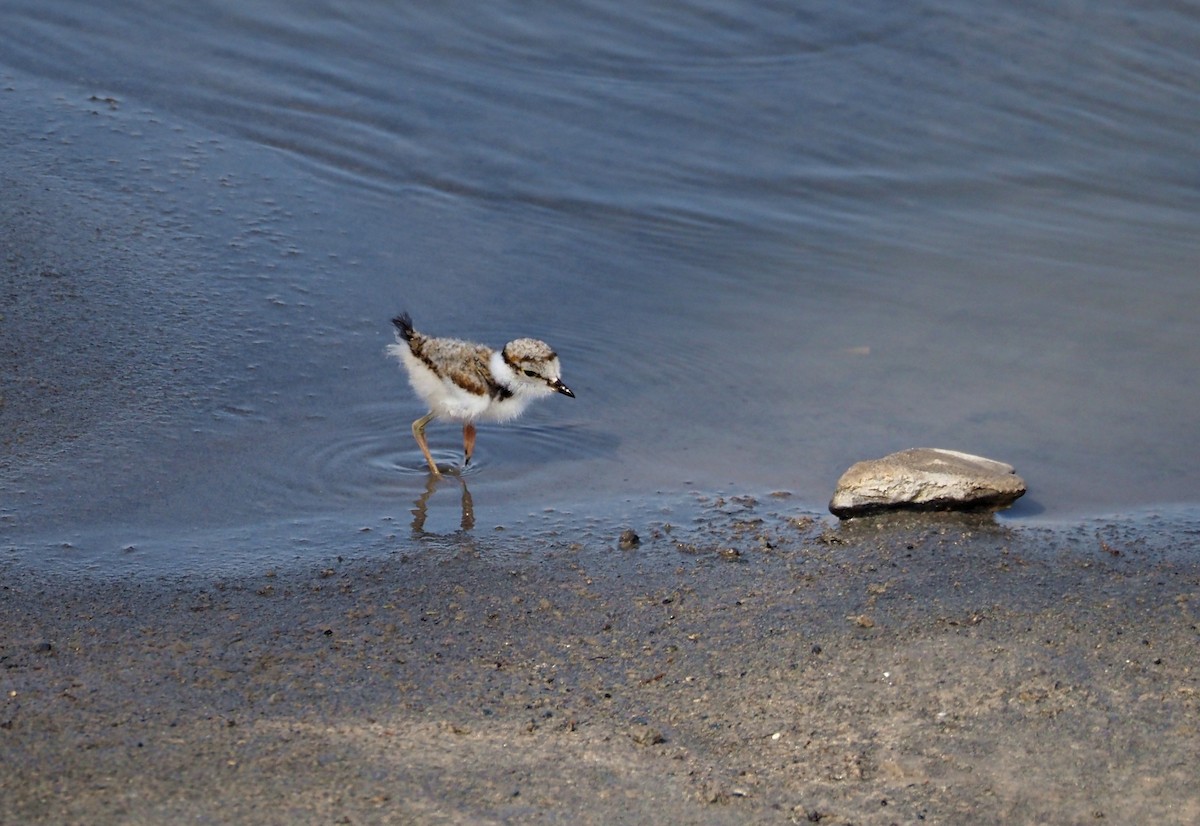 Little Ringed Plover - ML638833116