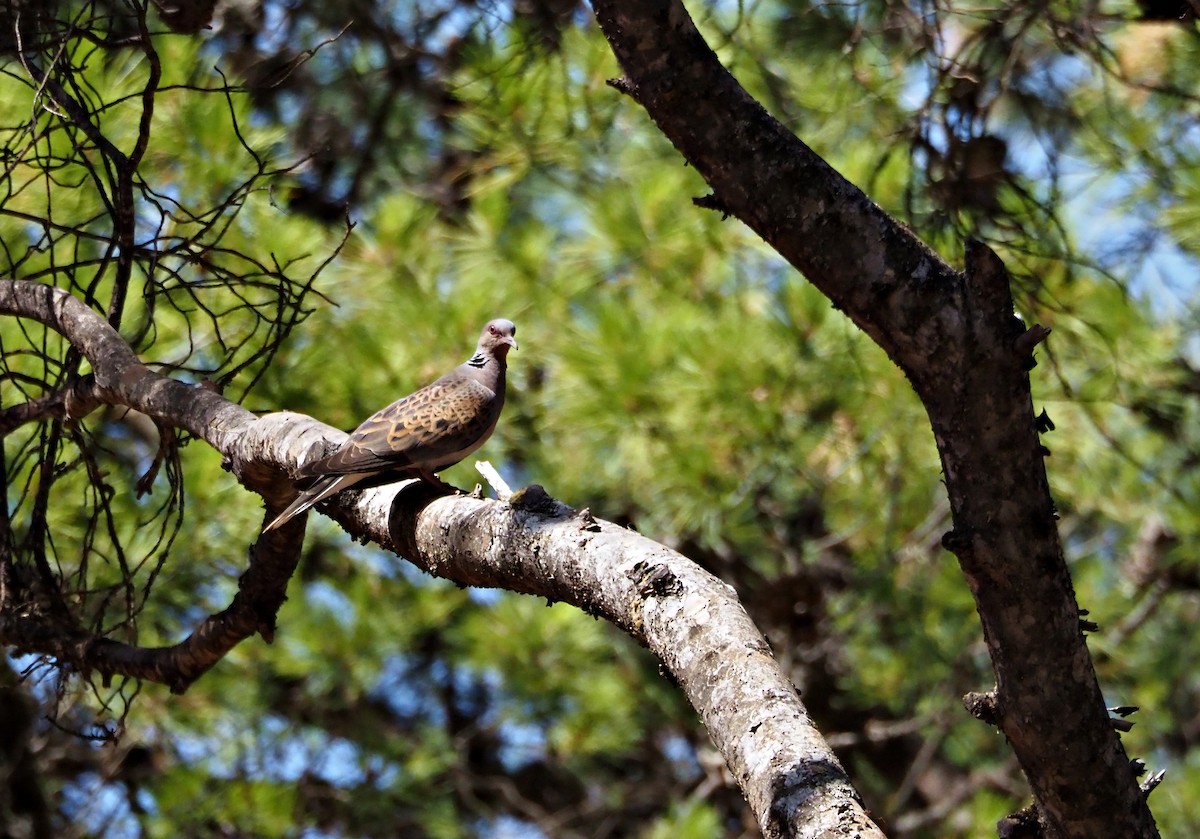 European Turtle-Dove - ML638833124