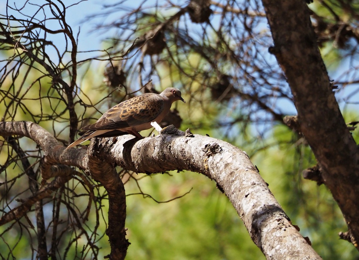 European Turtle-Dove - ML638833125