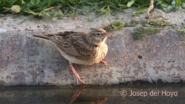 Crested Lark (Crested) - ML638833204