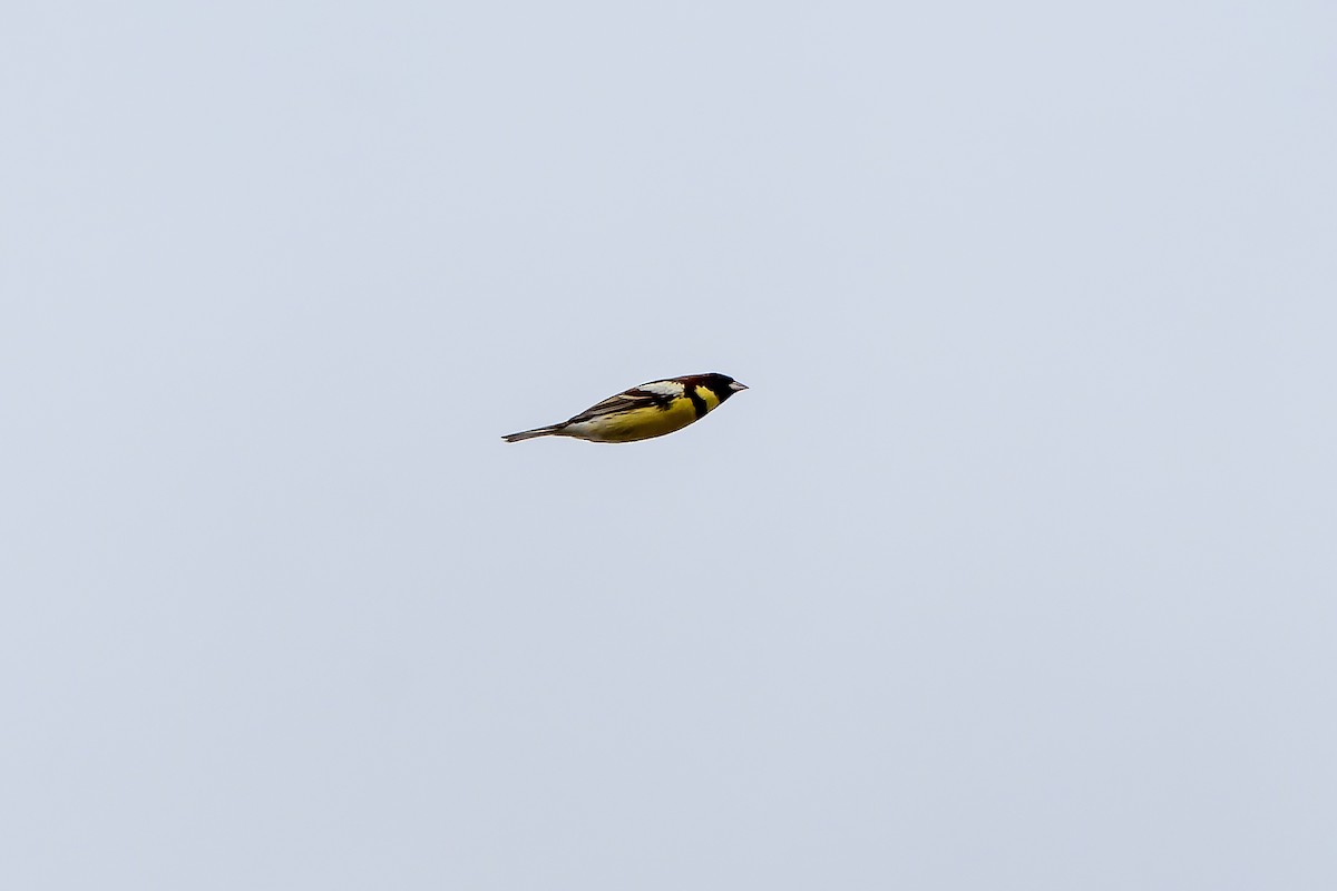 Yellow-breasted Bunting - ML638833237