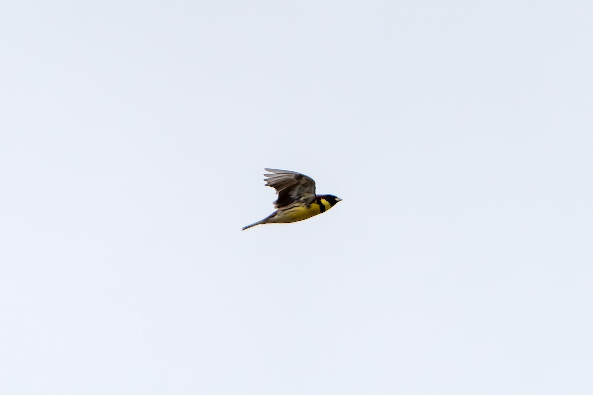 Yellow-breasted Bunting - ML638833238