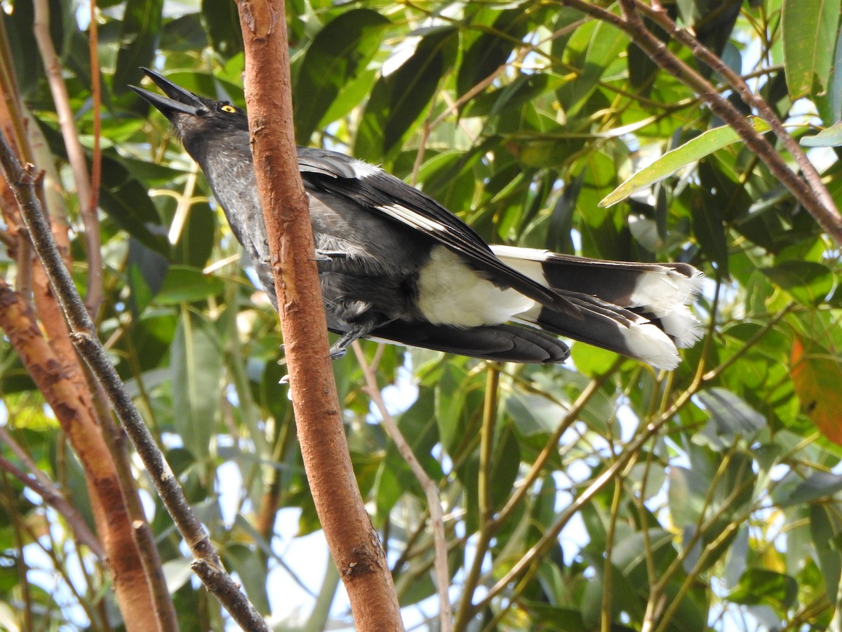 Pied Currawong - ML638833249