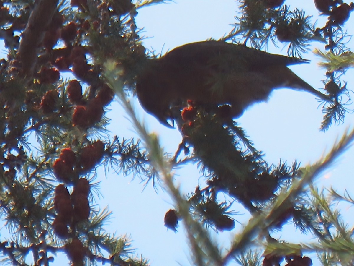 Red Crossbill - ML638833255