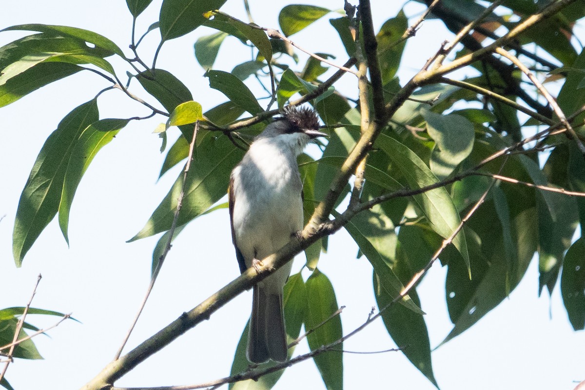 Ashy Bulbul - ML638833266