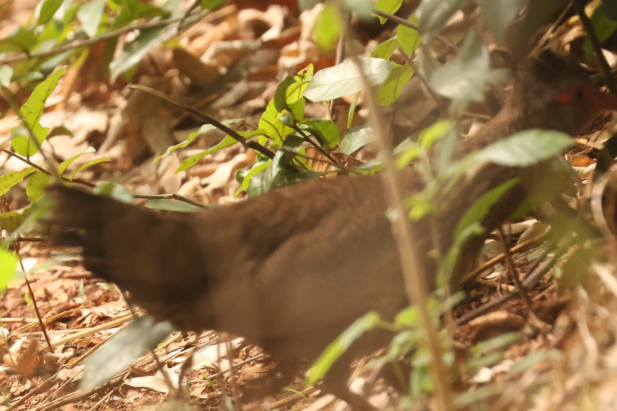 Stone Partridge - ML638833291