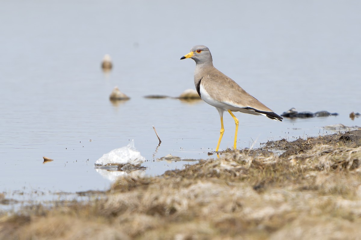 Gray-headed Lapwing - ML638833315