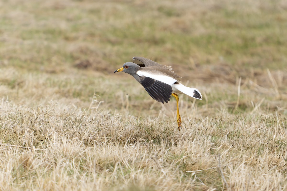Gray-headed Lapwing - ML638833320