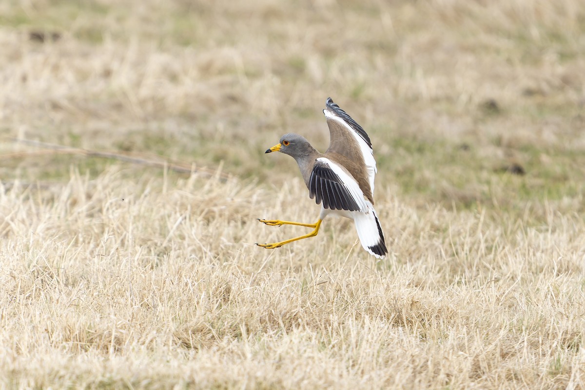 Gray-headed Lapwing - ML638833322
