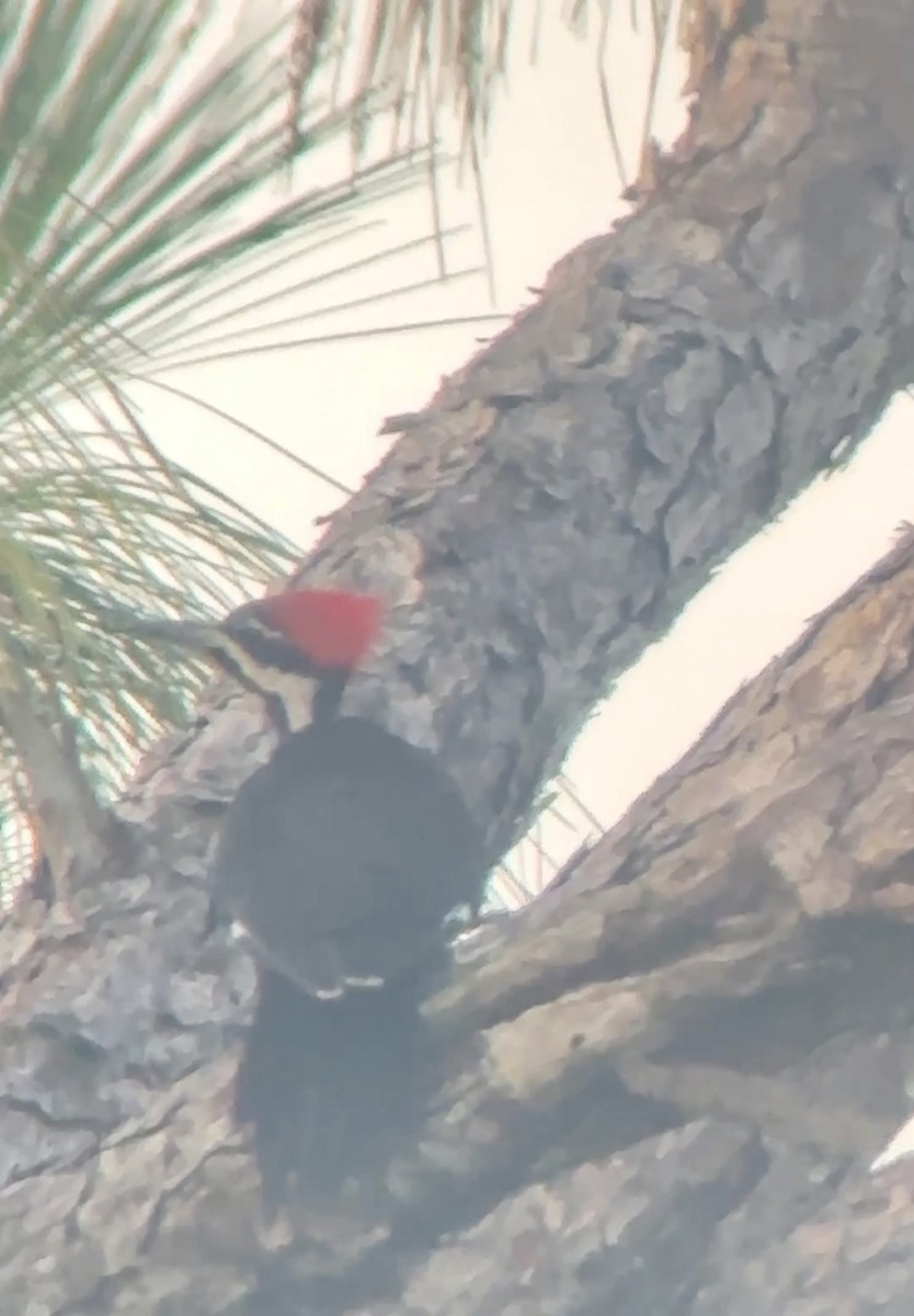 Pileated Woodpecker - ML638833323