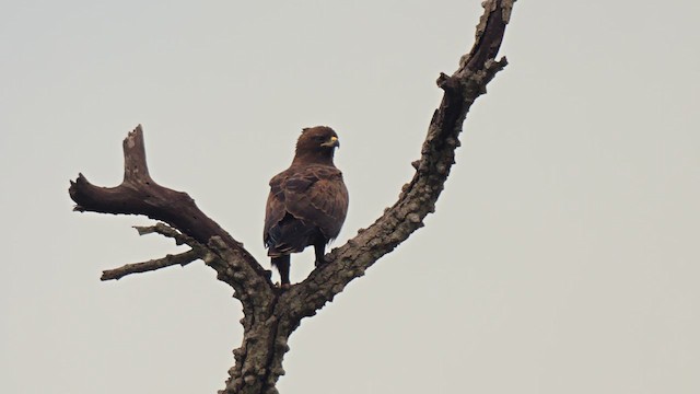Wahlberg's Eagle - ML638833344
