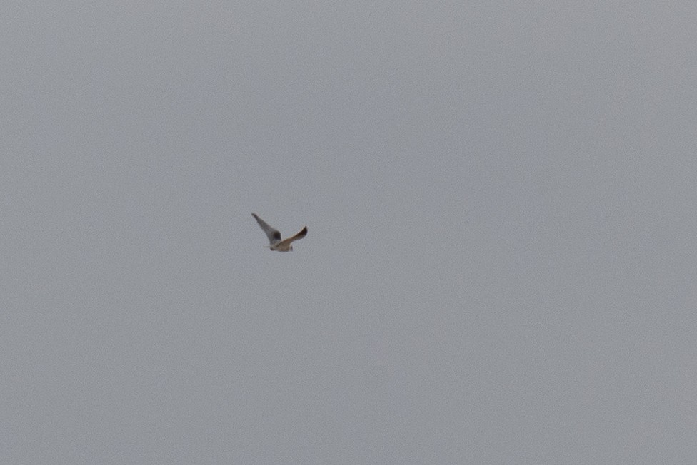 Black-winged Kite - ML638833345