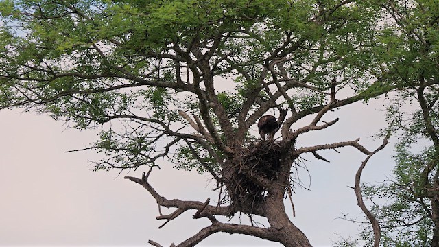 Wahlberg's Eagle - ML638833346