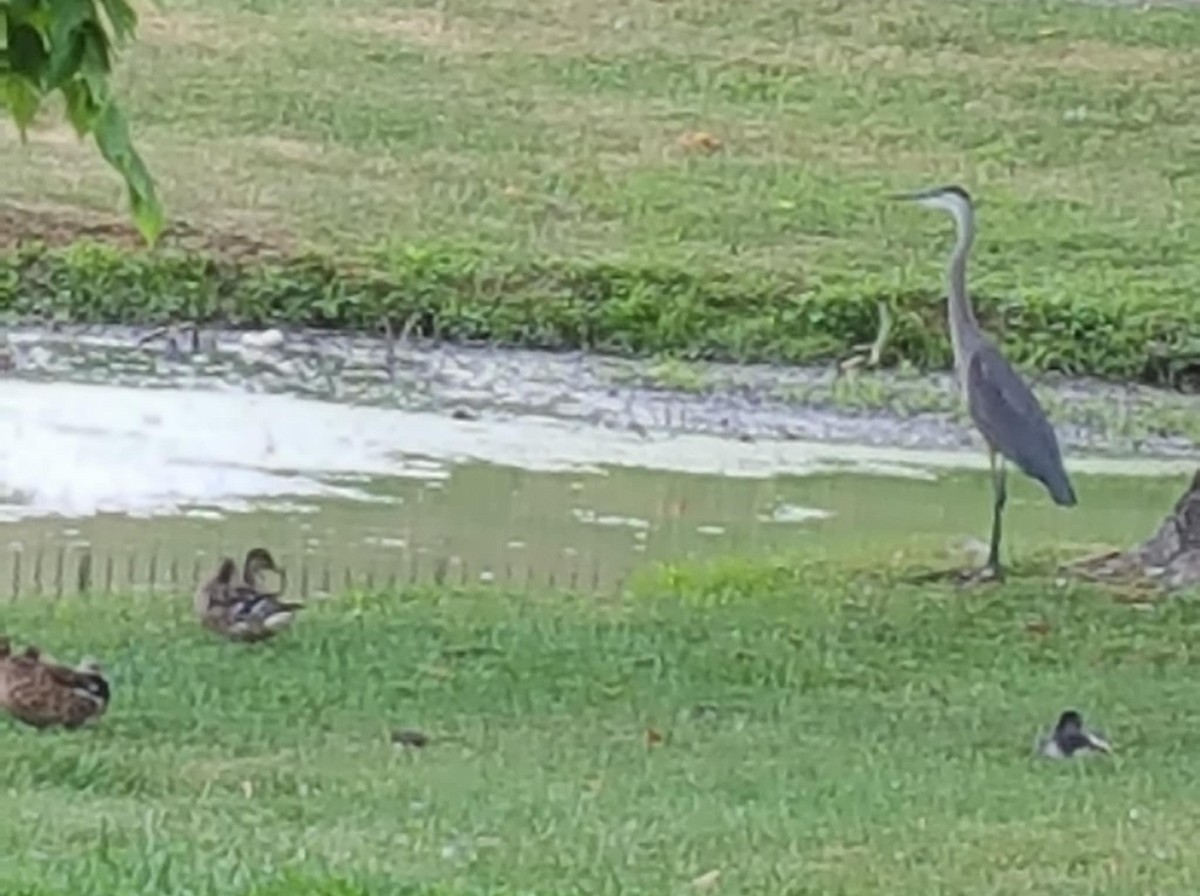 Чапля північна - ML638833418