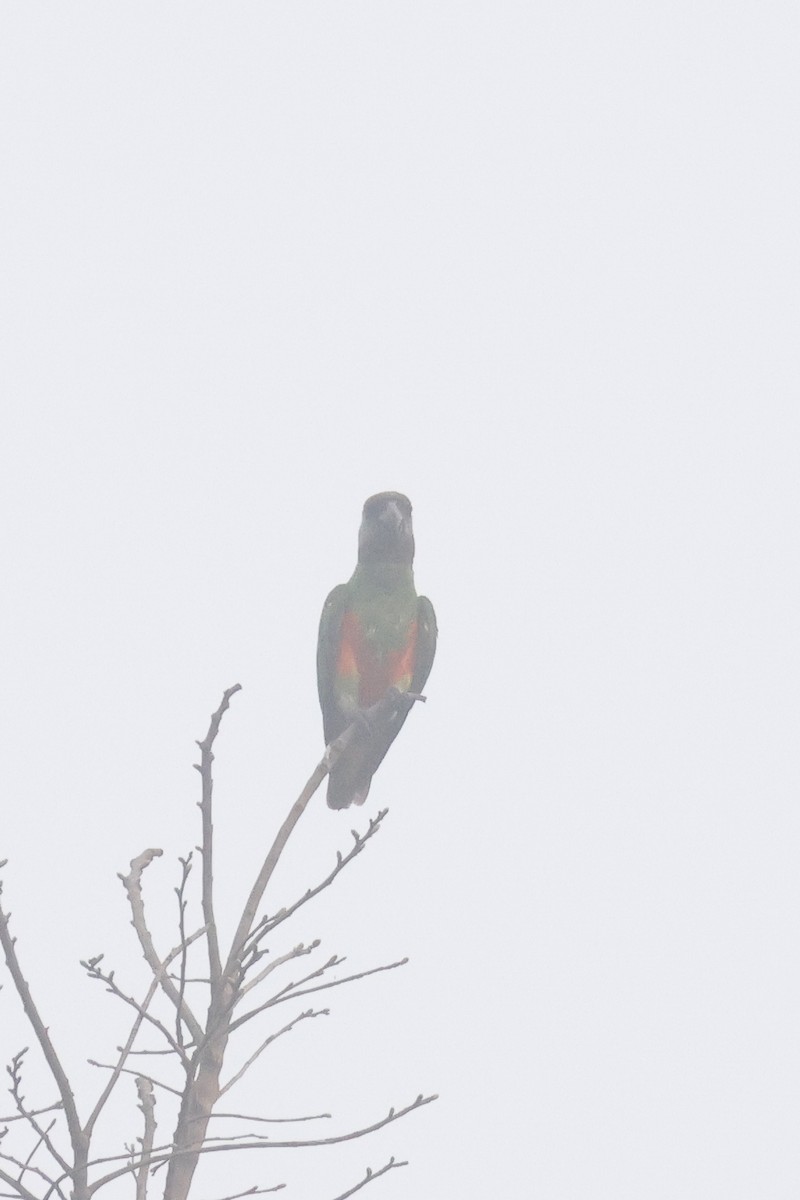 Senegal Parrot - ML638833445