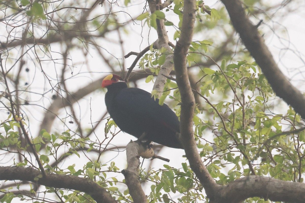 Turaco Violáceo - ML638833465