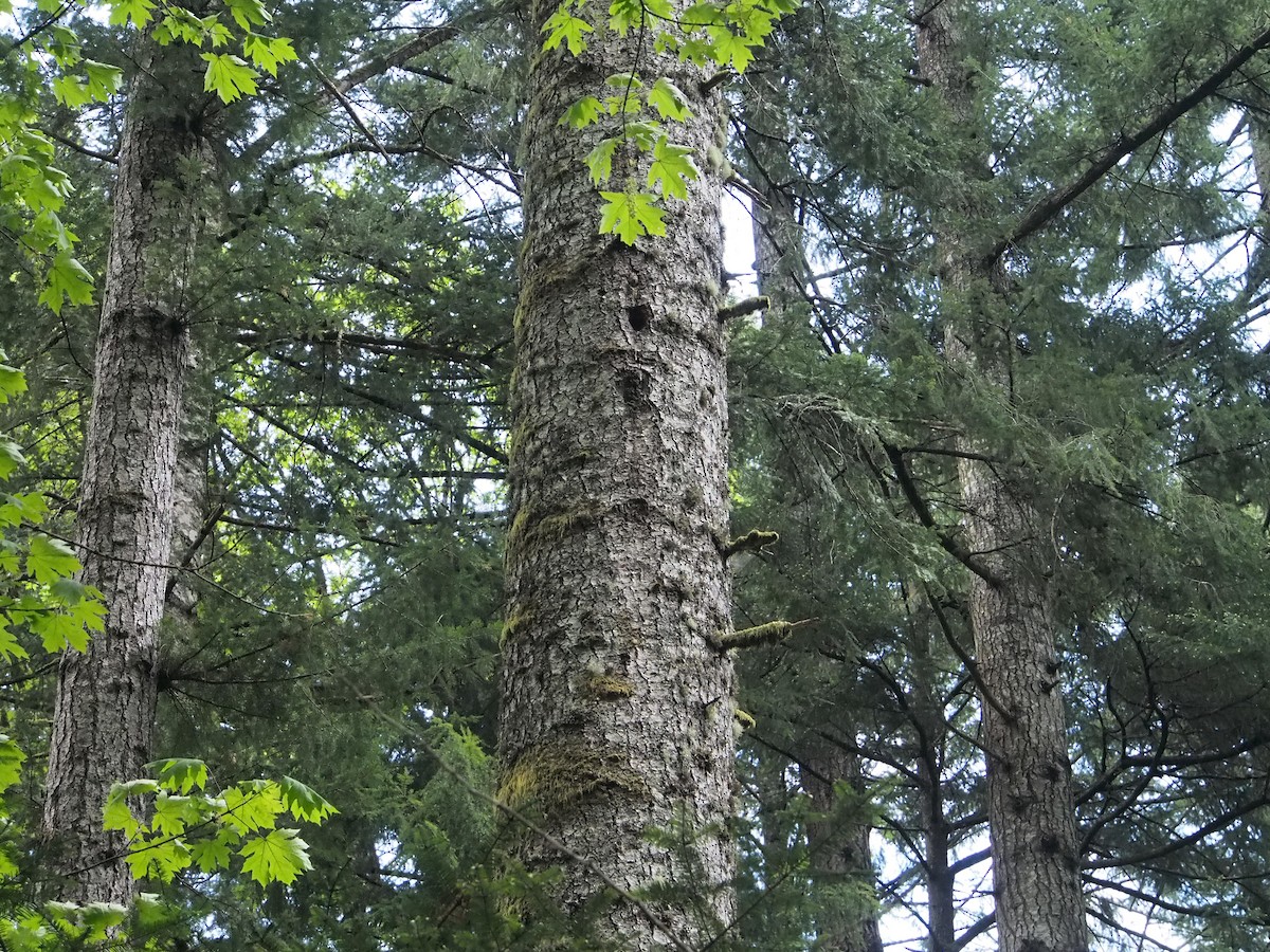 Pileated Woodpecker - ML638833478