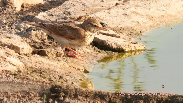 Crested Lark (Crested) - ML638833480