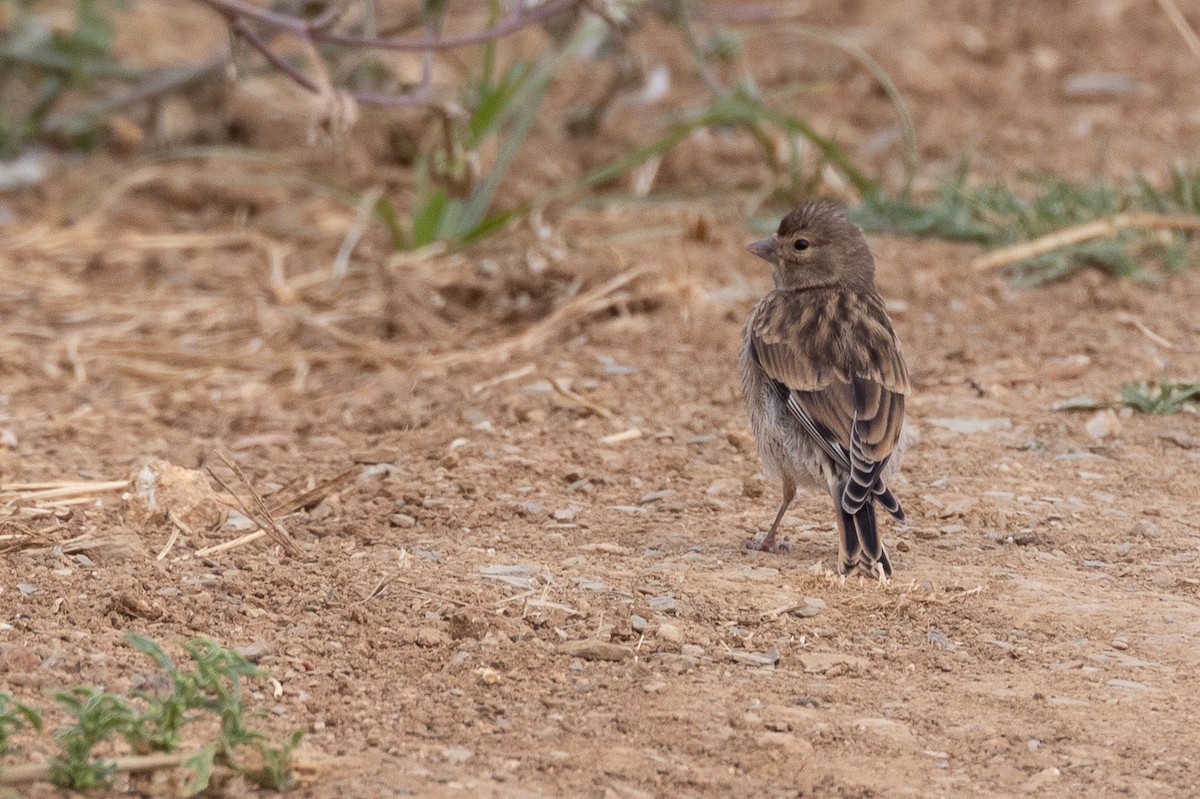 Eurasian Linnet - ML638833491