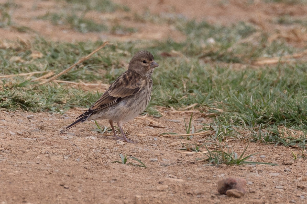 Eurasian Linnet - ML638833493