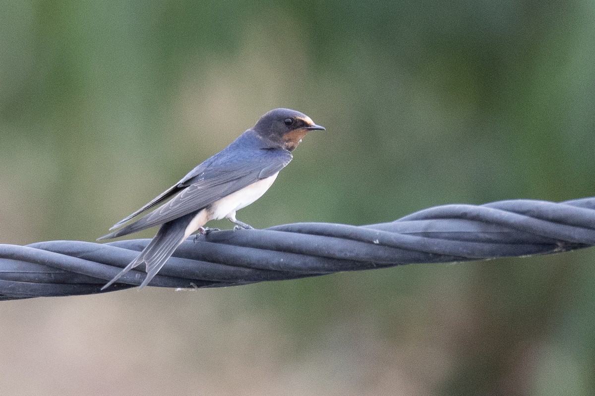 Barn Swallow - ML638833496