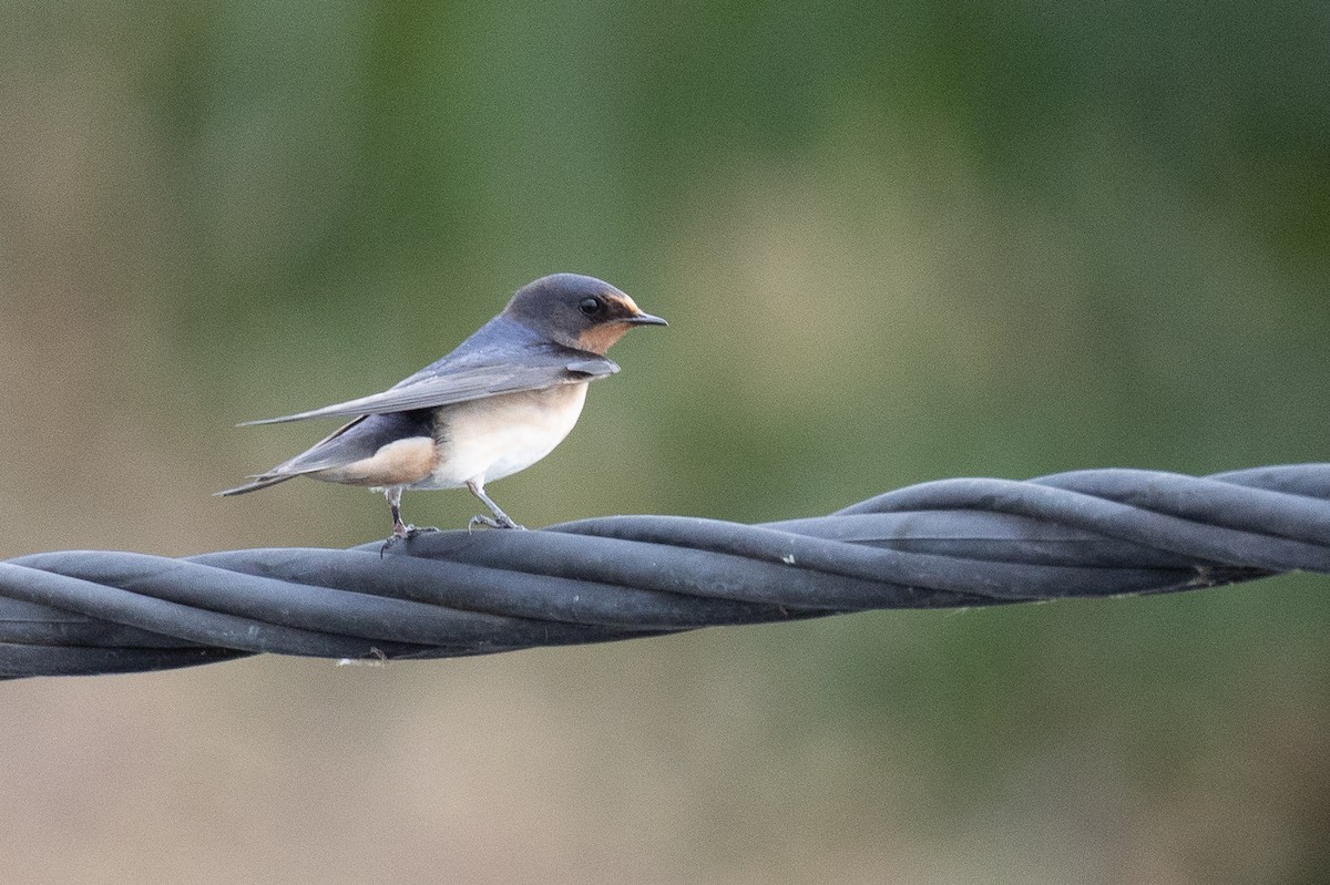 Barn Swallow - ML638833497