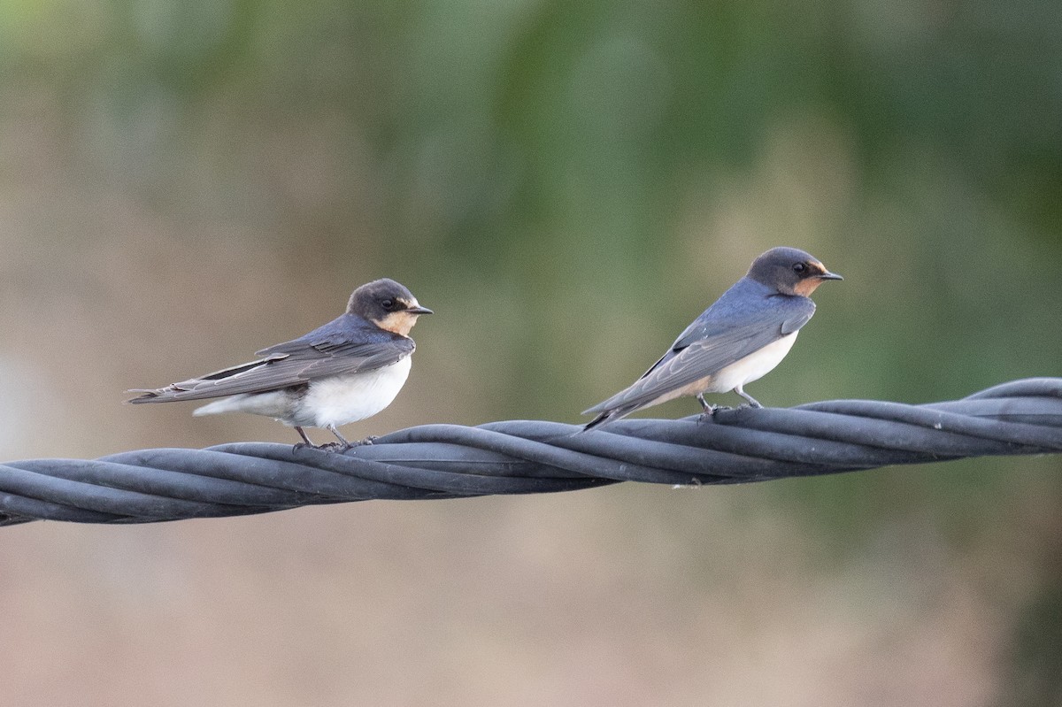 Barn Swallow - ML638833498