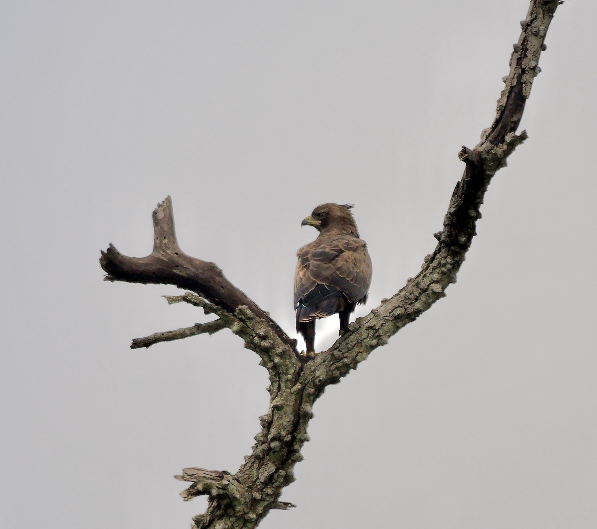Wahlberg's Eagle - ML638833647
