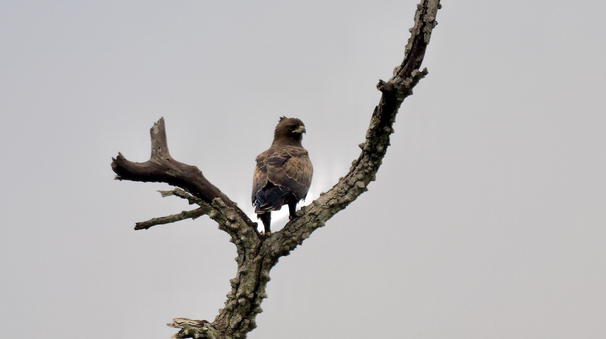 Wahlberg's Eagle - ML638833648