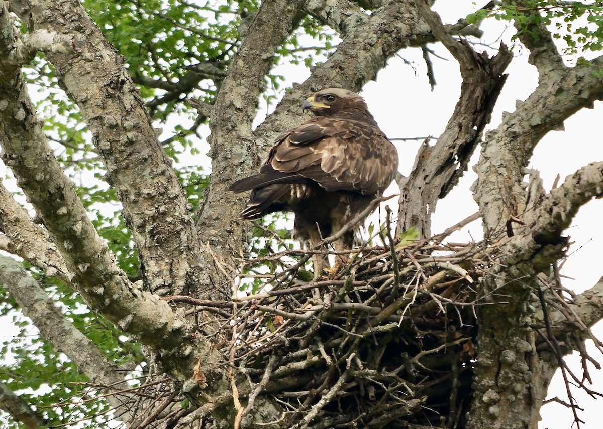 Wahlberg's Eagle - ML638833650