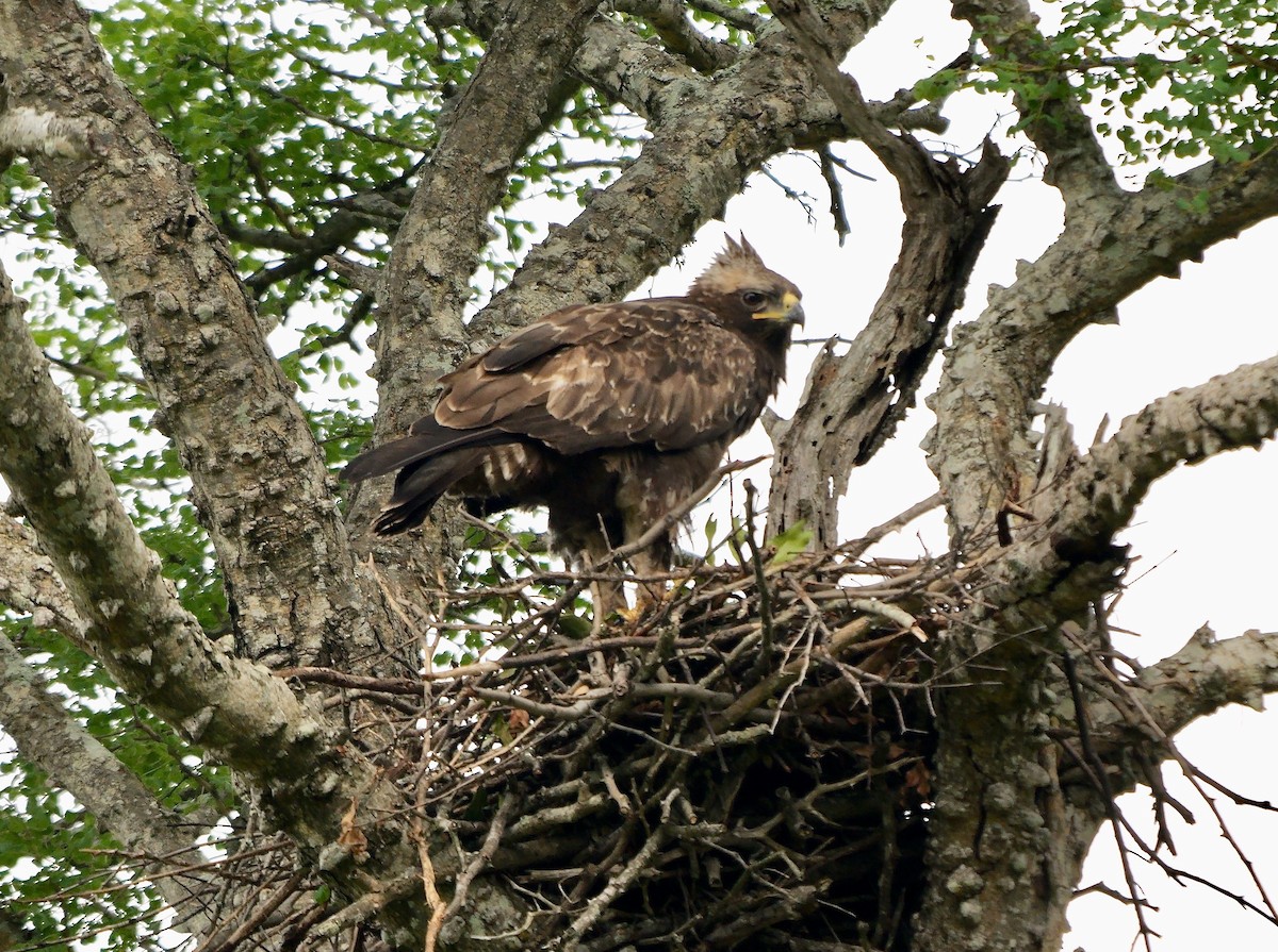 Wahlberg's Eagle - ML638833651