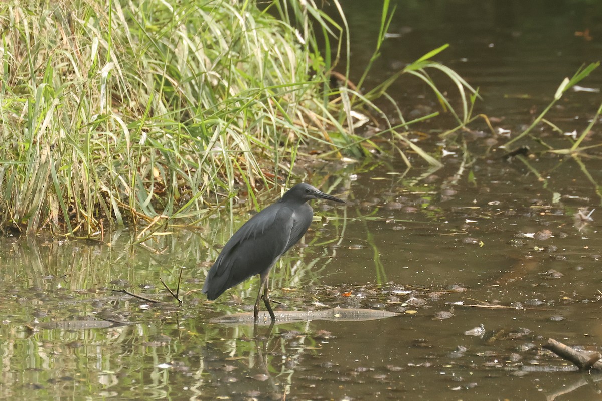 Black Heron - ML638833763