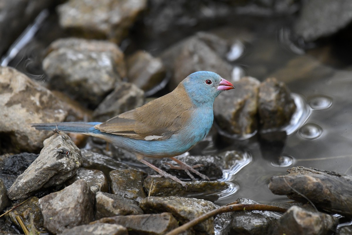 Azulito Coroniazul - ML638833774