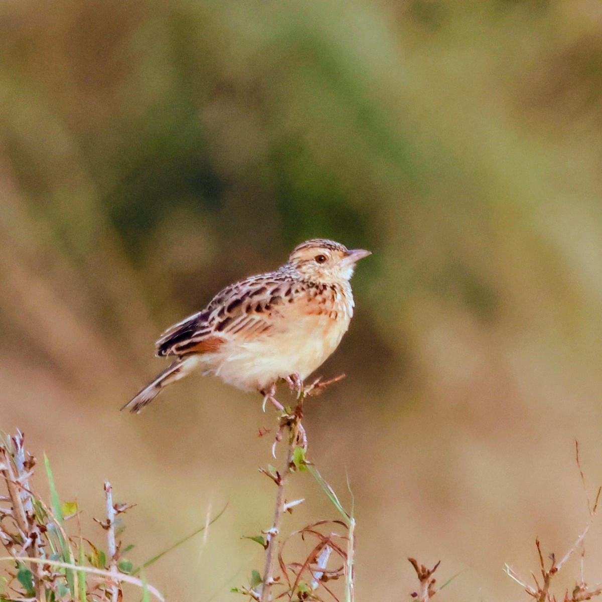 Rufous-naped Lark (Serengeti) - ML638833792