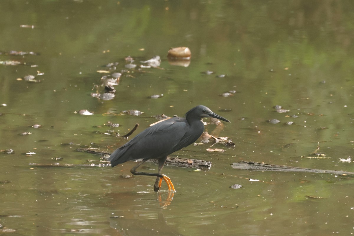 Black Heron - ML638833809