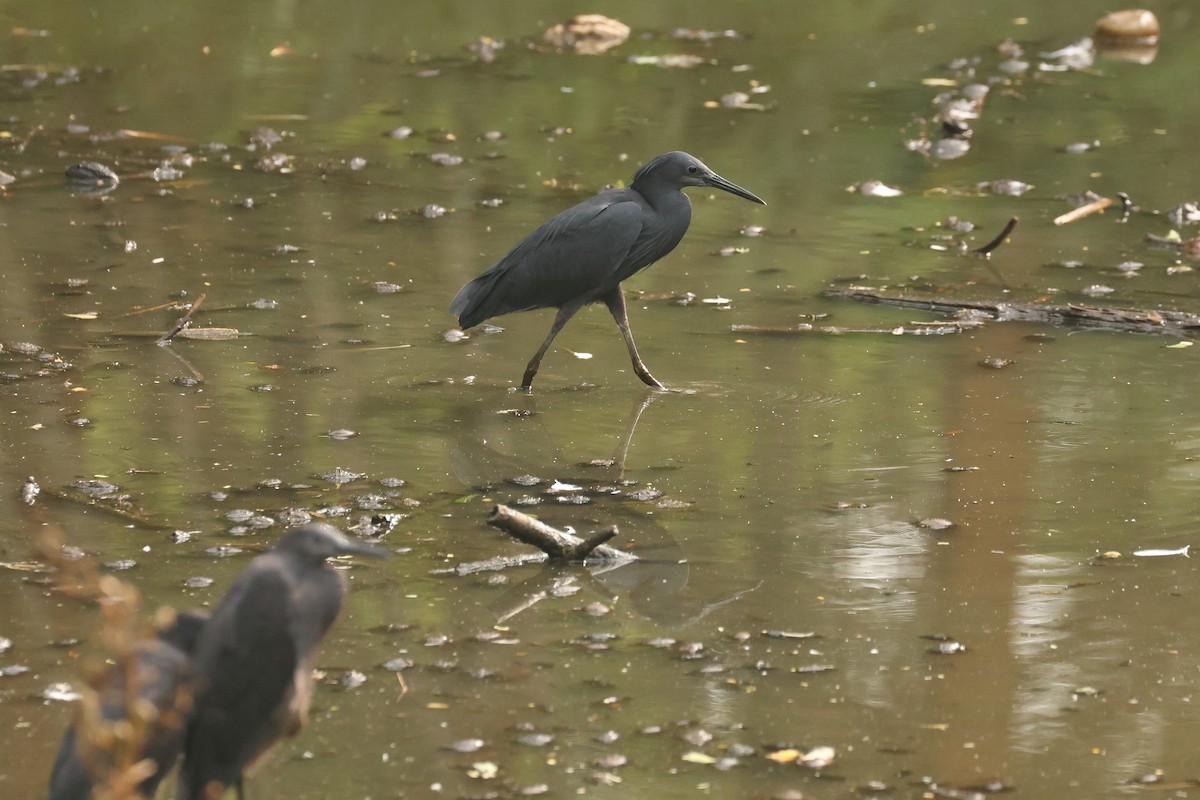 Black Heron - ML638833811